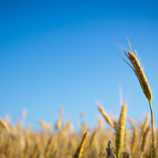 How high interest rates are affecting bakers, farmers, and consumers in the US