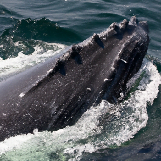 Raising Awareness and Support: Submitting Public Comments for Preserving Morro Bay